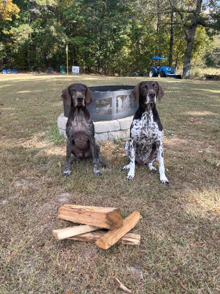 /Images/uploads/Southeast German Shorthaired Pointer Rescue/segspcalendarcontest/entries/31237thumb.jpg